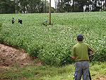 Avaliao de soja em Coxilha, norte do Rio Grande do Sul