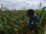 Um milharal que sofreu pela falta de chuva em So Desidrio (BA). As plantas no conseguiram crescer