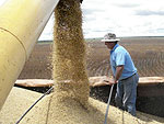 Mesmo com tudo isso, a pr-avaliao feita pelos tcnicos  de otimismo em relao  produtividade que, segundo eles, ser alta, podendo chegar a 50 sacas por hectare