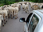 Na viagem de retorno da Equipe Dois do rally para Cuiab, uma surpresa animal