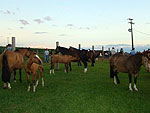 Cavalos Crioulos, da fazenda So Rafael