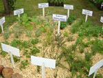 Placas indicam plantas que resolvem problemas em determinados rgos do corpo 