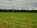 Lavoura em Araguari (MG)