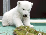 Flocke brinca com a grama em local reservado no zoolgico de Nuremberg, na Alemanha 