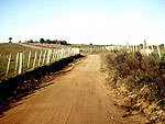 Campos de criao de ovelhas na localidade denominada Palmas, no interior da cidade de Encruzilhada do Sul - RS