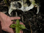 A flora  a que mais cresceu, com plantas atingindo j 1,30m, sobre as reas antes totalmente queimadas pelo fogo