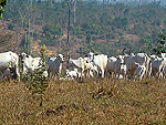 Gado apreendido na fazenda Lourilndia durante a Operao Boi Pirata, do Ibama 