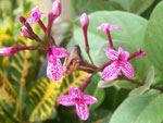 Linda flor em um jardim de Mossor