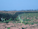 O internauta Fernando Jos da Silva manda uma foto da terra da banana, no Vale do Ribeira Sete Barras (SP). A plantao est intercalada com milho verde