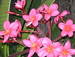 Adriana Fernandes, gapucha de Erechim, plantou essas flores em frente  sua casa, em Sto. Antonio de Jesus, na Bahia