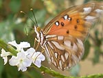 Com a chegada da Primavera, no so s as flores, os animais tambm encantam nossos dias. Esse  o clique de Liziane Alves, de Viamo.