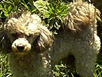 O cachorro Sulto cheirando as flores do ptio da casa. Esse clique  de gatha Kussler, de Imb