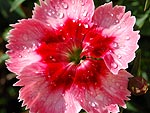 Foto de uma flor de cravo, com goticulas da chuva, clicada por Ellen Silva de Souza, de Pelotas