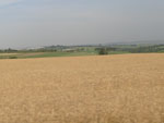 Campo de trigo em Holambra (SP). A produo vai abastercer o novo moinho de vento, considerado o mais alto da Amrica Latina