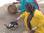 Ciganas em Pushkar, como cobras saindo da cesta