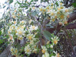 Planta popularmente conhecida como Flor de Jac