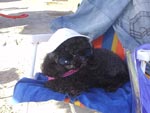 Minha cachorrinha poodle na beira da praia no Rio de Janeiro, caracterizada como uma turista em frias, de culos de sol e em uma cadeira de praia. (Suzana Freitas Bertoia, Porto Alegre) 