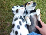 Meus dois amigos, meu co Zeteke, e o meu co Figueira. Esses dois me do muitas alegrias (Marcio Luiz Gonalves, Palhoa, SC)