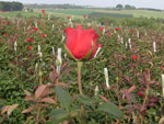 Plantao de rosas em Holambra (SP)