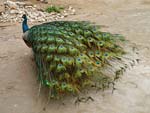 As cores e a beleza do pavo registrados por Maria Luiza Anunciao Carneiro