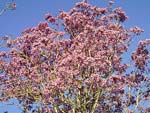 A internauta Maria Luiza Anunciao Carneiro envia belas fotos da flora da cidade de Ichu, na Bahia, como este Ip Roxo