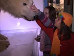Menina tocam no Urso polar no Museu Artikum