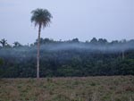 O deslocamento horizontal da fumaa, provocado por uma inverso trmica, na Fazenda Tamandup em Araguana (TO)