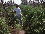 Ilha das Flores  um documentrio que acompanha a trajetria de um simples tomate, desde a plantao at ser jogado fora, no aterro da Ilha das Flores, regio metropolitana de Porto Alegre