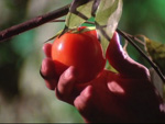 A partir da colheita de um tomate, o documentrio Ilha das Flores faz uma crtica  sociedade de consumo