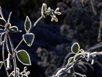 Os raios do sol demoraram a derreter o gelo na vegetao de Itaara