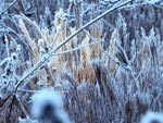 Vegetao com cores de inverno europeu, em Itaara