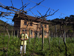 Ascurra, cidade de 6.761 habitantes, no Mdio Vale, parreira de uva da famlia Rinco.