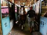 Valdir Pinto Machado, morador do Bairro Chapu do Sol, cria cavalos. H pouco mais de um ano ele adotou o cavalo crioulo Macanudo, abandonado pelo antigo dono por ser muito rebelde. Hoje, tranquilo domado com carinho, o animal  o melhor amigo de Valdir.