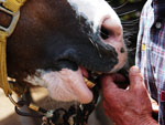 Valdir Pinto Machado, morador do Bairro Chapu do Sol, cria cavalos. H pouco mais de um ano ele adotou o cavalo crioulo Macanudo, abandonado pelo antigo dono por ser muito rebelde. Hoje, tranquilo domado com carinho, o animal  o melhor amigo de Valdir.