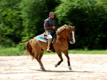 Valdir Pinto Machado, morador do Bairro Chapu do Sol, cria cavalos. H pouco mais de um ano ele adotou o cavalo crioulo Macanudo, abandonado pelo antigo dono por ser muito rebelde. Hoje, tranquilo domado com carinho, o animal  o melhor amigo de Valdir.