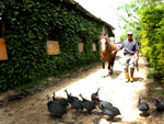 Valdir Pinto Machado, morador do Bairro Chapu do Sol, cria cavalos. H pouco mais de um ano ele adotou o cavalo crioulo Macanudo, abandonado pelo antigo dono por ser muito rebelde. Hoje, tranquilo domado com carinho, o animal  o melhor amigo de Valdir.