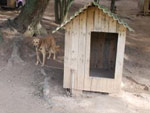 Aline se dedica a salvar os bichinhos do abandono e do sofrimento.