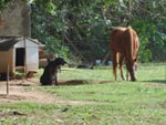 No stio, os animais so mantidos sob os cuidados de Aline com rao, remdios e muito carinho.