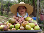 Karina Moura de Lima manda a foto de Matheus, seu filho. Foto tirada durante colheita dos maracujs no stio do bisav do Teteu, em Osrio/RS. No ms de Fevereiro de 2009, Matheus, ento com 06 meses de idade.