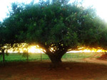 O entardecer na Fazenda Bonita ao p do Umbu, em Canarana (BA)