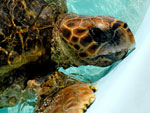 Algumas tartarugas so mantidas em recuperao antes de voltarem ao mar