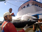 Pescadores descarregando atum.