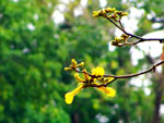 Flor de ip-amarelo sendo regada pela me natureza.