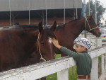 Rubiane Pereira do Amaral Legenda: Este  meu filho lucas de 6 anos que adora cavalos, fazendo um carinho em um deles (em Esteio claro)