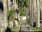 Rua das Palmeiras.