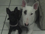 A Priscila ama os seus dois ces! A Fanny  a pinscher pretinha e o bull terrier branco se chama Pirata.