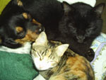 Estes trs bichinhos da foto so os fofos da Desir: o Lucky (o nanico), o To (negro-gato) e a Mel (mini-missi). Alm deles trs, ha ainda uma coelha. Todos eles se do muito bem e esto sempre juntos. 