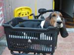 Este  o Ogro Jos: um basset haund muito sapeca e esperto. Ele gosta muitoooooooooo de dormir e tambm de passear com a Dirce de bicicleta pela Redeno e Gasmetro.