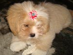 Essa  a Nina: filha mais nova da Andria e do Luis. Ela  uma cachorrinha lhasa apso de 6 meses.