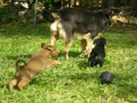 Essa  a Bebel brincando com o Dart e o Ed Murphy. Os filhotes j foram doados, e a Bebel  a mascote mais festeira da casa da Carolina.